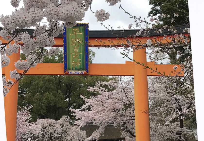 平野神社 桜最高に見頃 石川つづれ近く 石川つづれ